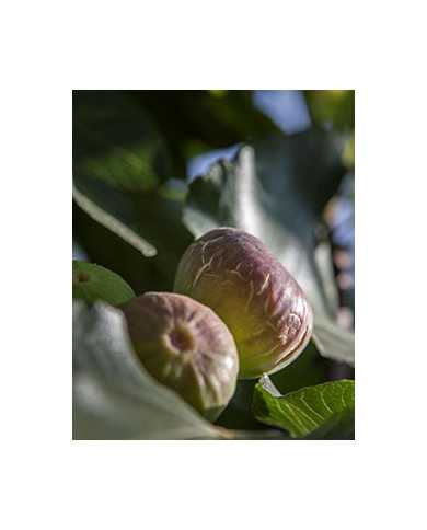 Bio Feigenbaum Grise Olivette