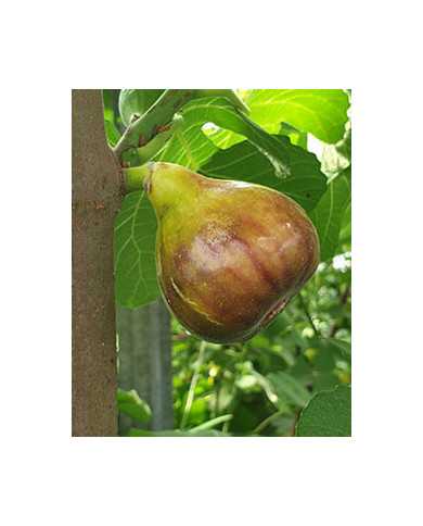 Bio Feigenbaum Grise Olivette