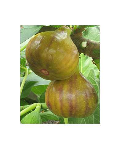 Bio Feigenbaum Grise Olivette