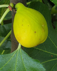 Bio Feigenbaum Hardy Yellow (*) Bio Feigenbaum Hardy Yellow (*)