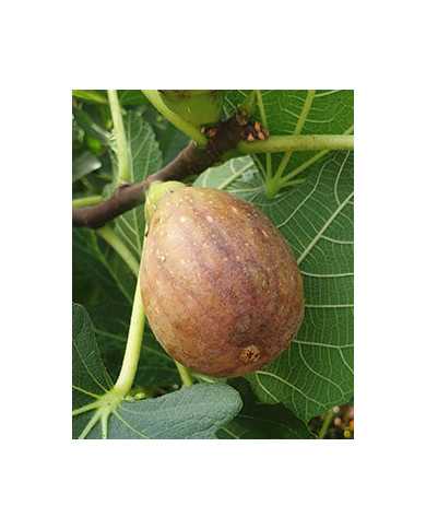 biofeigenbaumhblvainvitro