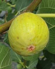 Bio Feigenbaum Honey Heart (*)