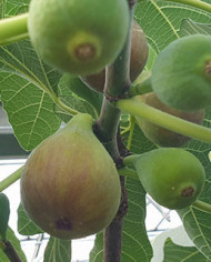 Bio Feigenbaum Honey Heart (*)