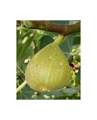 Bio Feigenbaum Honey Heart (*)