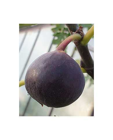 biofeigenbaumicecrystal