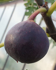 biofeigenbaumicecrystal biofeigenbaumicecrystal