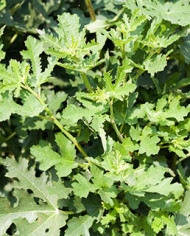 Bio Feigenbaum Ice Crystal (*) Bio Feigenbaum Ice Crystal (*)