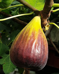 Bio Feigenbaum Israel (**)