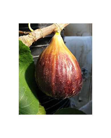 Bio Feigenbaum Israel (**)