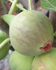 biofeigenbaumitalian258