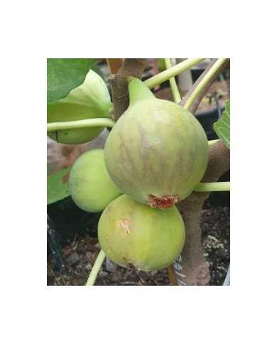 Bio Feigenbaum Italian 258 (***)