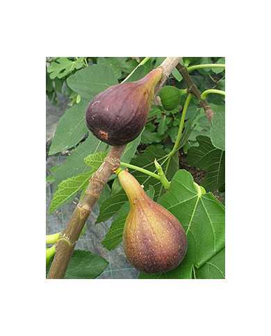 Bio Feigenbaum Italian Everbearing (**)