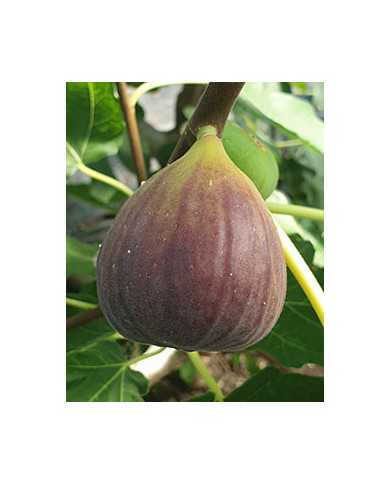 Bio Feigenbaum Italian Everbearing (**)