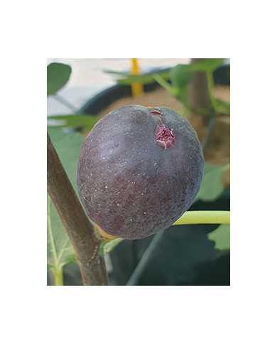 biofeigenbaumjerusalemnoir