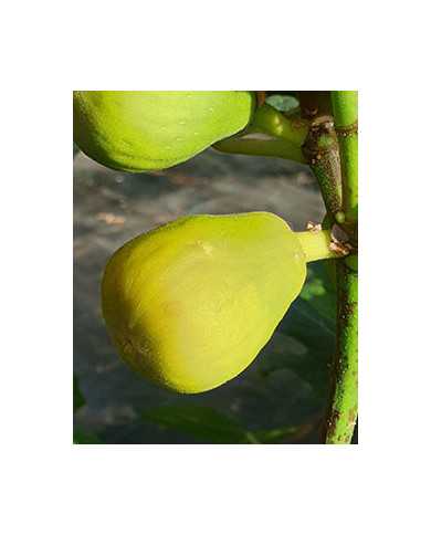 biofeigenbaumkarachigreen