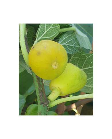 Bio Feigenbaum Karachi Green (**)