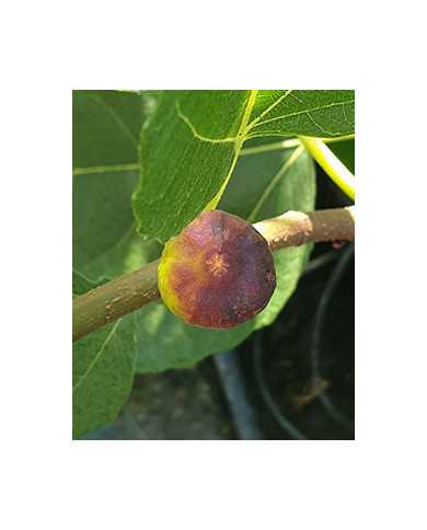 biofeigenbaumkaukasus