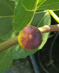 biofeigenbaumkaukasus biofeigenbaumkaukasus