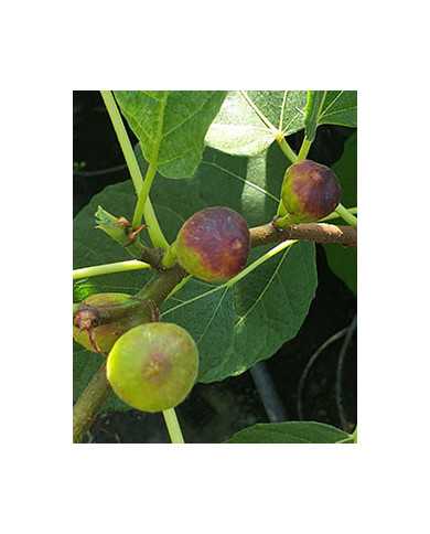 Bio Feigenbaum Kaukasus (*)