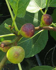 Bio Feigenbaum Kaukasus (*) Bio Feigenbaum Kaukasus (*)