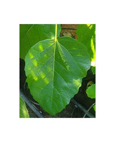 Bio Feigenbaum Kaukasus (*)