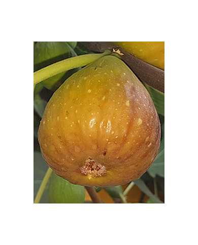 biofeigenbaumkhurtmani