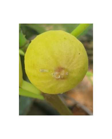 biofeigenbaumlampeirapreta