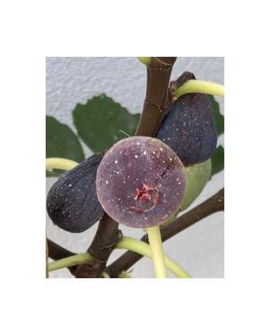 Bio Feigenbaum Little Miss Figgy