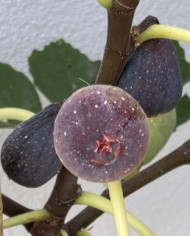 Bio Feigenbaum Little Miss Figgy