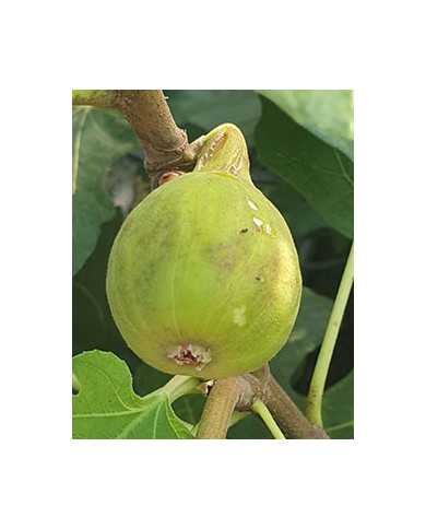 biofeigenbaumlongued'aoutatypique