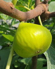 biofeigenbaumlsugold biofeigenbaumlsugold