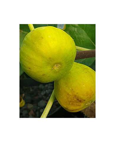 Bio Feigenbaum LSU Gold (*)