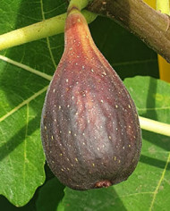 biofeigenbaumlsupurple