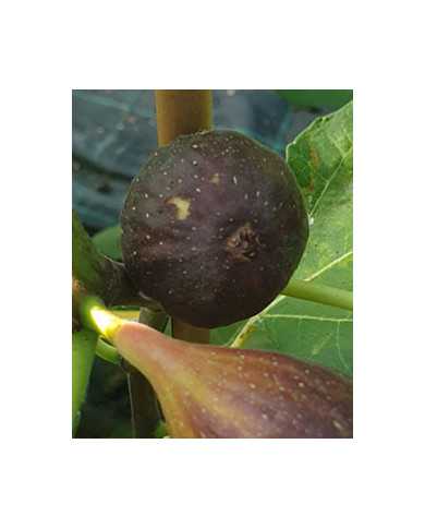 Bio Feigenbaum LSU Purple (**)