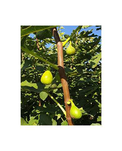 Bio Feigenbaum Lussheim