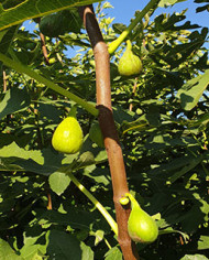 Bio Feigenbaum Lussheim