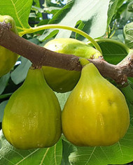 Bio Feigenbaum M. Calauy Street (*) Bio Feigenbaum M. Calauy Street (*)