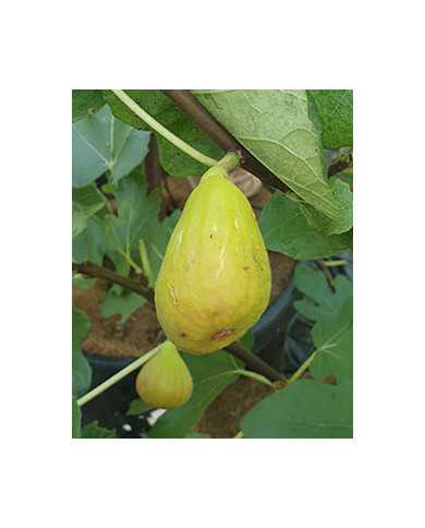 Bio Feigenbaum M. Calauy Street (*)