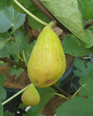 Bio Feigenbaum M. Calauy Street (*) Bio Feigenbaum M. Calauy Street (*)