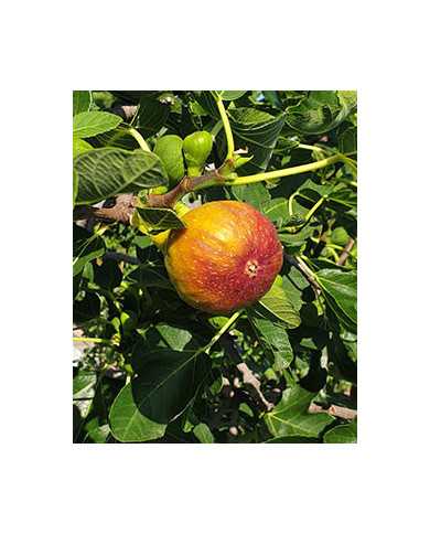 Bio Feigenbaum Madeleine des deux Saisons