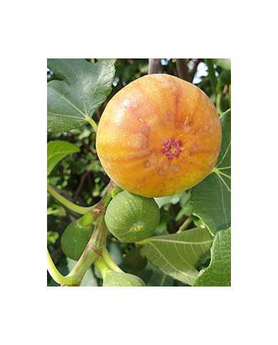 Bio Feigenbaum Madeleine des deux Saisons