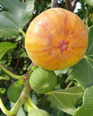 Bio Feigenbaum Madeleine des deux Saisons