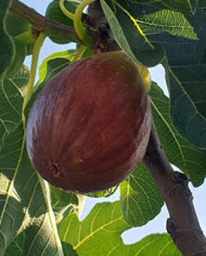 Bio Feigenbaum Madeleine des deux Saisons