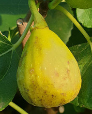 biofeigenbaummagnificadry