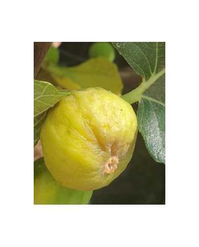 biofeigenbaummarseillaise