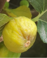 biofeigenbaummarseillaise