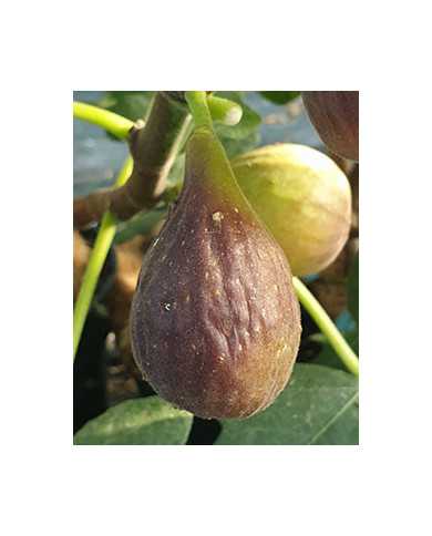 biofeigenbaummarseillesblack