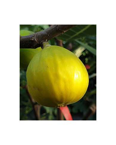 Bio Feigenbaum Medulin (*)