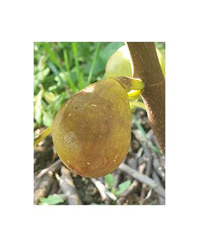 biofeigenbaummelanzana