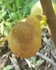 biofeigenbaummelanzana biofeigenbaummelanzana